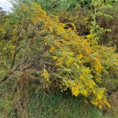 Acacia cultriformis at Yarra, NSW - 9 Oct 2025 02:15 PM