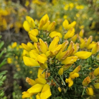 Ulex europaeus (Gorse) at Yarra, NSW - 9 Oct 2025 by trevorpreston