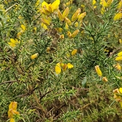 Ulex europaeus at Yarra, NSW - 9 Oct 2025 02:14 PM
