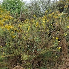 Ulex europaeus at Yarra, NSW - 9 Oct 2025 02:14 PM