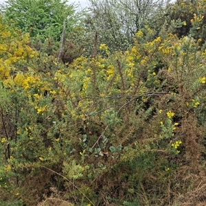 Ulex europaeus at Yarra, NSW - 9 Oct 2025 02:14 PM