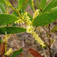 Acacia buxifolia subsp. buxifolia at Yarra, NSW - 9 Oct 2025 by trevorpreston