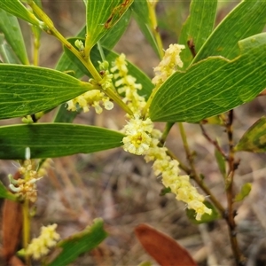 Acacia buxifolia subsp. buxifolia at Yarra, NSW - Today by trevorpreston