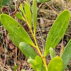 Acacia longifolia at Yarra, NSW - 9 Oct 2025 02:13 PM