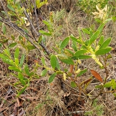 Acacia longifolia at Yarra, NSW - 9 Oct 2025 02:13 PM