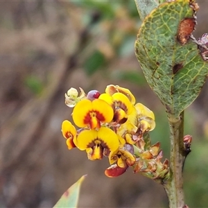 Daviesia latifolia at Yarra, NSW - Today by trevorpreston