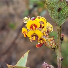 Daviesia latifolia at Yarra, NSW - 9 Oct 2025 02:12 PM