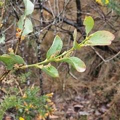 Daviesia latifolia at Yarra, NSW - 9 Oct 2025 02:12 PM