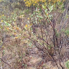 Daviesia latifolia at Yarra, NSW - 9 Oct 2025 02:12 PM