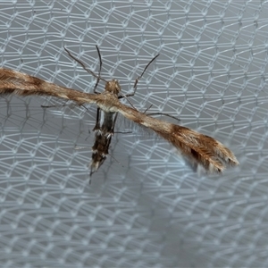 Sinpunctiptilia emissalis at Higgins, ACT - Today by AlisonMilton