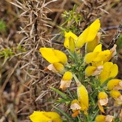 Ulex europaeus (Gorse) at Yarra, NSW - 9 Oct 2025 by trevorpreston