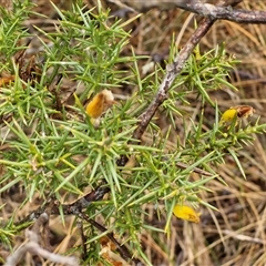 Ulex europaeus at Yarra, NSW - 9 Oct 2025 02:11 PM