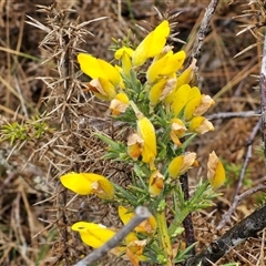 Ulex europaeus at Yarra, NSW - 9 Oct 2025 02:11 PM