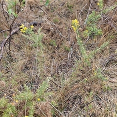 Ulex europaeus at Yarra, NSW - 9 Oct 2025 02:11 PM