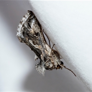 Chrysodeixis argentifera at Higgins, ACT - Today by AlisonMilton