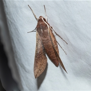 Hippotion scrofa at Higgins, ACT - Today by AlisonMilton