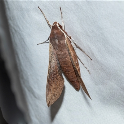 Hippotion scrofa (Coprosma Hawk Moth) at Higgins, ACT - 9 Oct 2025 by AlisonMilton