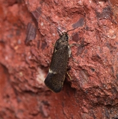 Leistomorpha brontoscopa (A concealer moth) at Downer, ACT - 9 Oct 2025 by RobertD