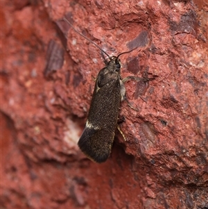 Leistomorpha brontoscopa at Downer, ACT - Today by RobertD