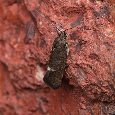 Leistomorpha brontoscopa (A concealer moth) at Downer, ACT - 9 Oct 2025 by RobertD