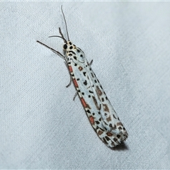 Utetheisa (genus) (A tiger moth) at Higgins, ACT - 9 Oct 2025 by AlisonMilton