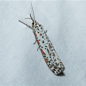 Utetheisa (genus) at Higgins, ACT - Today by AlisonMilton
