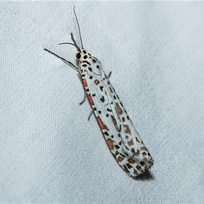 Utetheisa (genus) (A tiger moth) at Higgins, ACT - 9 Oct 2025 by AlisonMilton