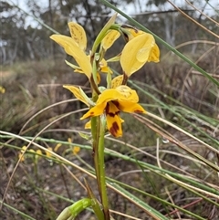 Diuris nigromontana (Black Mountain Leopard Orchid) at Bruce, ACT - 9 Oct 2025 by LeahColebrook