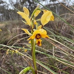 Diuris chryseopsis at Bruce, ACT - Today by LeahColebrook