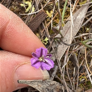 Thysanotus patersonii at Bruce, ACT - Today by LeahColebrook
