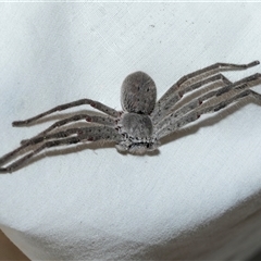 Isopedella pessleri (A huntsman spider) at Higgins, ACT - 9 Oct 2025 by AlisonMilton