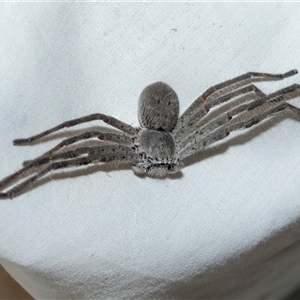 Unverified Huntsman spider (Sparassidae) at Higgins, ACT - Today by AlisonMilton