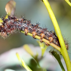Unverified Noctuoid moth (except Arctiinae) at Higgins, ACT - Today by AlisonMilton