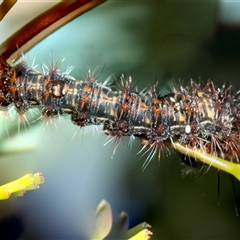 Unverified at suppressed - suppressed