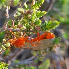 Unverified Wasp (Hymenoptera, Apocrita) at Farrer, ACT - Yesterday by Mike