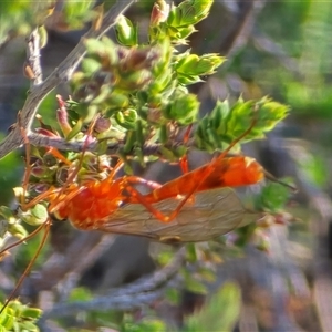 Unverified Wasp (Hymenoptera, Apocrita) at Farrer, ACT - Today by Mike