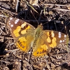 Vanessa kershawi (Australian Painted Lady) at Farrer, ACT - 9 Oct 2025 by Mike