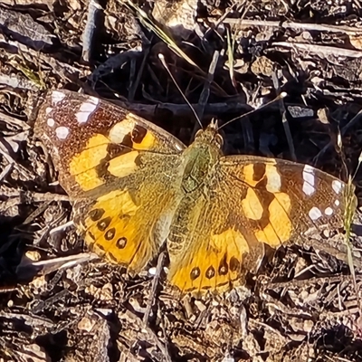 Vanessa kershawi (Australian Painted Lady) at Farrer, ACT - 9 Oct 2025 by Mike