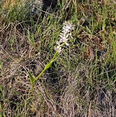 Wurmbea dioica subsp. dioica (Early Nancy) at Hawker, ACT - 5 Oct 2025 by sangio7