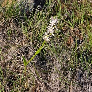 Wurmbea dioica subsp. dioica at Hawker, ACT - 5 Oct 2025 by sangio7