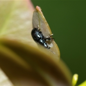 Euops sp. (genus) (A leaf-rolling weevil) at Higgins, ACT - Today by AlisonMilton