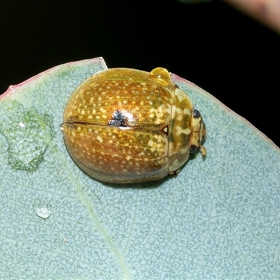 Paropsisterna cloelia (Eucalyptus variegated beetle) at Higgins, ACT - Today by AlisonMilton
