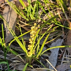 Lomandra filiformis subsp. coriacea (Wattle Matrush) at Hawker, ACT - 5 Oct 2025 by sangio7