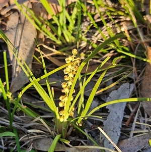 Lomandra filiformis at Hawker, ACT - 5 Oct 2025 by sangio7