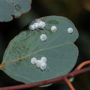 Glycaspis sp. (genus) at Higgins, ACT - Today by AlisonMilton