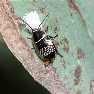 Ellipsidion australe at Higgins, ACT - Today by AlisonMilton