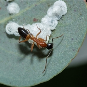 Camponotus consobrinus (Banded sugar ant) at Higgins, ACT - Today by AlisonMilton