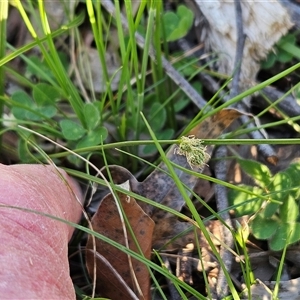 Carex inversa at Hawker, ACT - 5 Oct 2025 06:20 PM