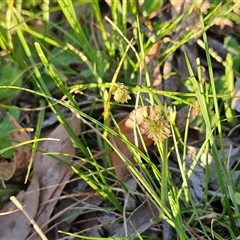 Carex inversa at Hawker, ACT - 5 Oct 2025 06:20 PM