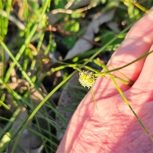 Carex inversa at Hawker, ACT - 5 Oct 2025 06:20 PM